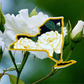 New York Rose - Vinyl Sticker